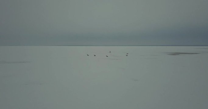 Epic scenary chasing deer in the field during the winter in snow