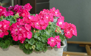 Pink Pelargonuim, in a plastic pot, on the balcony.