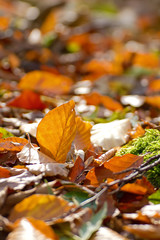 Leuchtend gelbes Herbstlaub im Wald