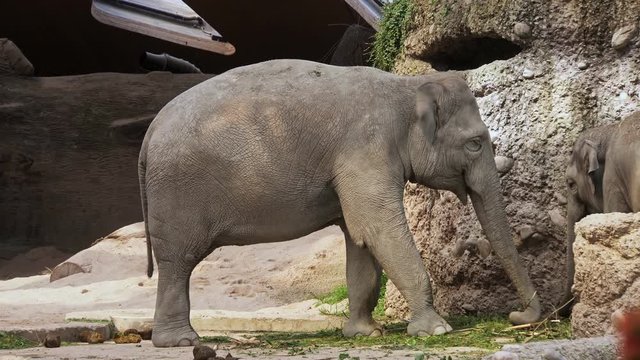 Asian Elephants (Elephas maximus)