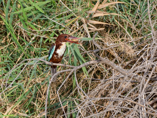 White-throated Kingfisher Perched in reeds
