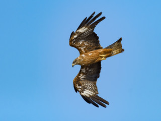 Black Kite Bird in Flight