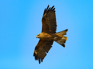 Black Kite Bird in Flight