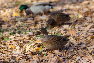 ducks in the fall