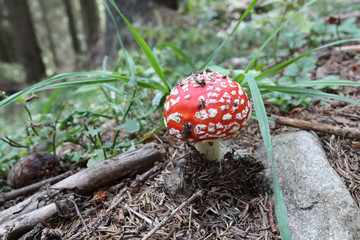 A red cap with white polka dots cap and white stalk Amanita Muscaria mushroom on the ground of a forest