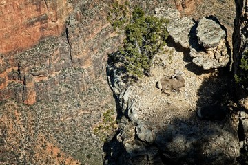 View of the Grand Canyon from South Rim in autumn with a desert mountain sheep resting on a rock spire.