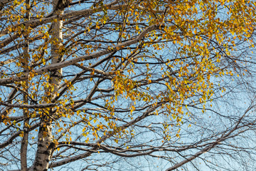birch branches with autumn foliage
