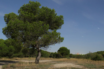 A night landscape of the Aragon countryside illuminated by the moonlight, with stars trails due to long exposure and a big pine tree, Spain