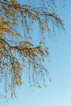 autumn foliage against the sky