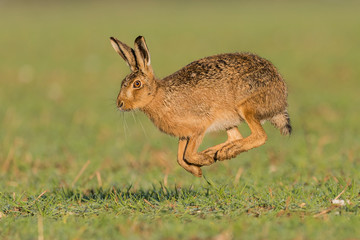 Brown Hare