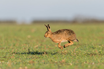 Brown Hare © Carl
