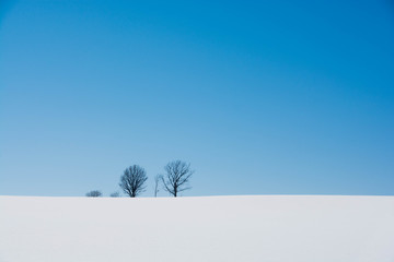 丘の上の冬木立と青空　美瑛町