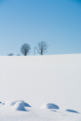 丘の上の冬木立と青空　美瑛町