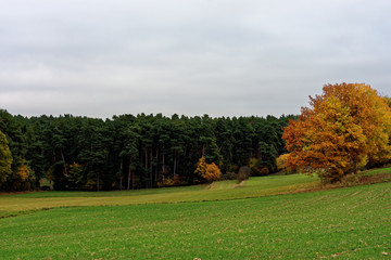 beautiful autumn day in a clearing near the forest