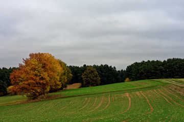 beautiful autumn day in a clearing near the forest