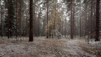 The first snowfall in the wood.