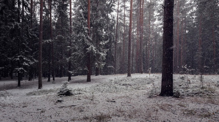 The first snowfall in the wood.