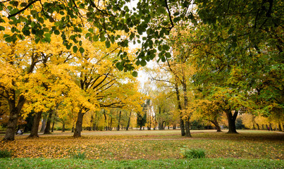 Naklejka premium Baumschönheiten, Indian Summer, Schönheit des Herbstes in Wald und Park, Spätsommer, wundervolle Farben, weiches, stimmungsvolles Licht :)