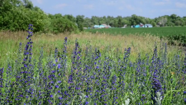 Blooming Salvia Superba on outskirts of the village