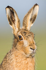 Brown Hare