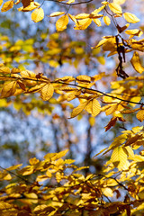 Leuchtend gelbes Herbstlaub im Wald