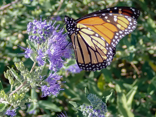 Monarch butterfly feeding on purple butterfly bush