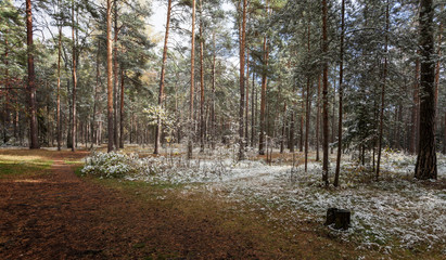 The first dropped-out snow in the pine wood.