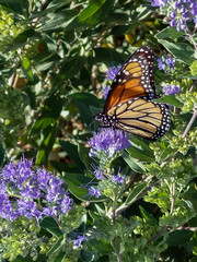 Monarch butterfly feeding on purple butterfly bush