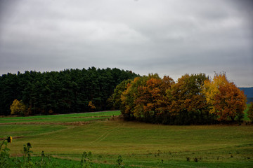 beautiful autumn day in a clearing near the forest