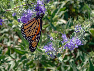 Monarch butterfly feeding on purple butterfly bush