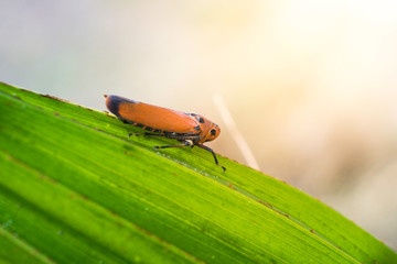close up image of  bug on the green leaf with blur background.