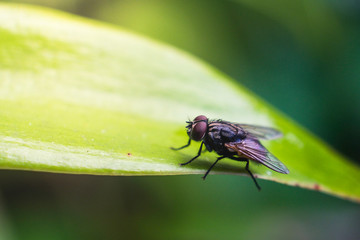 lose up image of FLY. selective focus. visible noise,blur available when view at full resolution