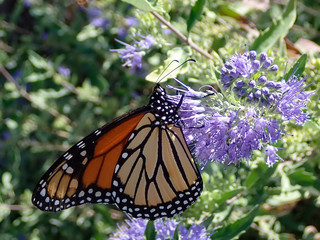 Monarch butterfly feeding on purple butterfly bush