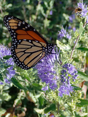 Monarch butterfly feeding on purple butterfly bush