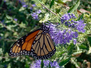 Fototapeta premium Monarch butterfly feeding on purple butterfly bush