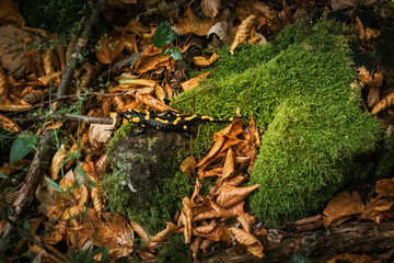 Herbst Salamander