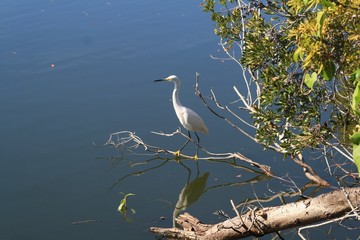 Snowy Egert, white bird, black beek, yellow feet, pond, rookery, Venice FL, 