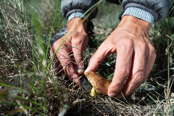 man picking a yellow knight mushroom