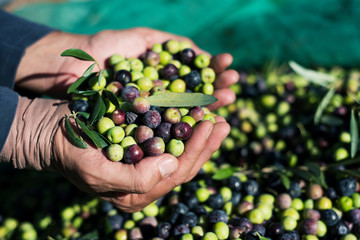 harvesting olives in Spain