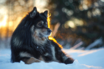 Finnish Lapphund in snowy winter landscape