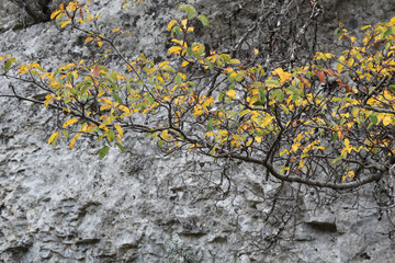 Green and yellow leaves and branches with, as background, the rock of Barranco de la Hoz Seca...