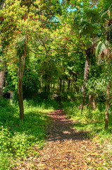 palm tree alley way leading to the sea