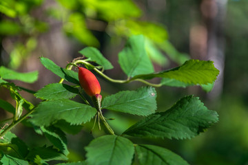 forest rose hips