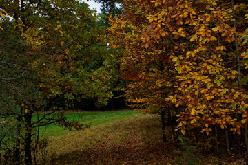 Fototapeta premium beautiful autumn day in a clearing near the forest