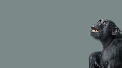 Naklejka premium Portrait of fearful, terrified Chimpanzee at smooth uniform background and paste space