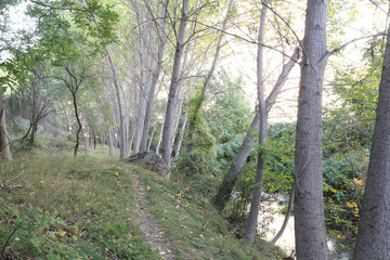 The Mesa river next to a path in the Los Prados forest next to the rural small town of Jaraba, in Aragon region, Spain