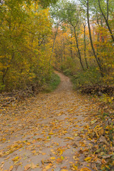 Fototapeta premium Bicycle winding road, path in the autumn forest