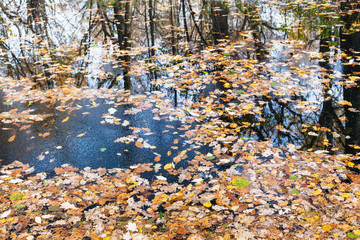 water of forest river with ice and fallen leaves
