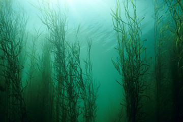 Fototapeta na wymiar Water Star-grass underwater in the St. Lawrence river