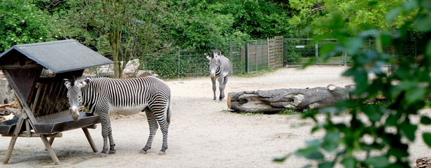 Zebra
